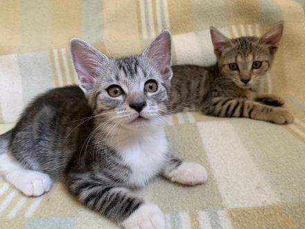 Süße Kätzchen / Kitten / Katzenbabys suchen ein liebevolles Zuhause