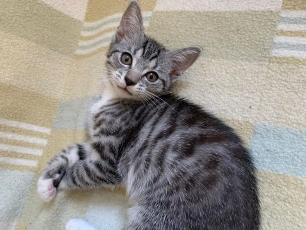 Süße Kätzchen / Kitten / Katzenbabys suchen ein liebevolles Zuhause