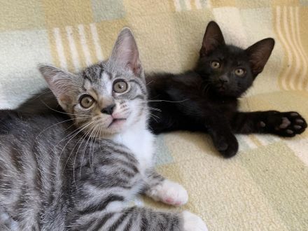 Süße Kätzchen / Kitten / Katzenbabys suchen ein liebevolles Zuhause