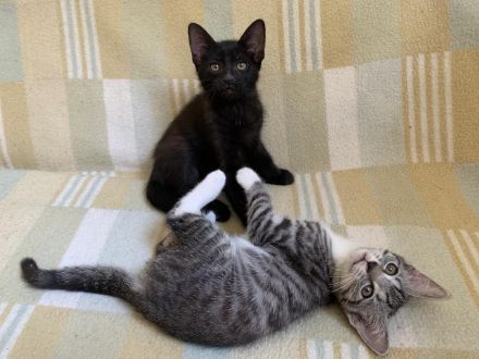 Süße Kätzchen / Kitten / Katzenbabys suchen ein liebevolles Zuhause
