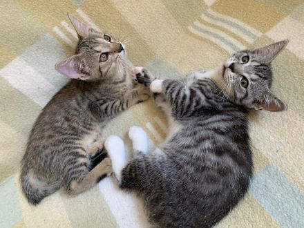 Süße Kätzchen / Kitten / Katzenbabys suchen ein liebevolles Zuhause