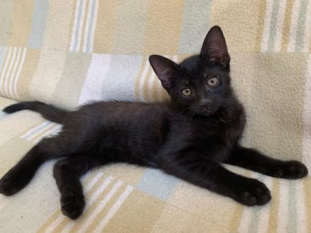 Süße Kätzchen / Kitten / Katzenbabys suchen ein liebevolles Zuhause