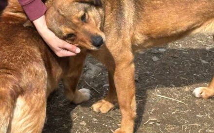 Peanut sucht ein ruhiges Zuhause
