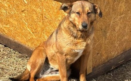 Peanut sucht ein ruhiges Zuhause