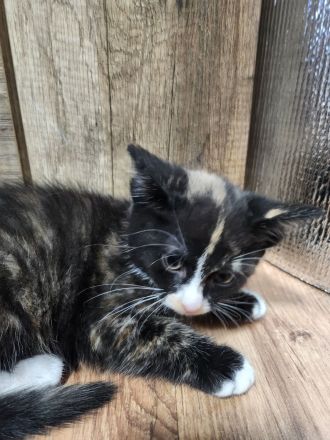 2 süße Schildplatt Kitten abzugeben