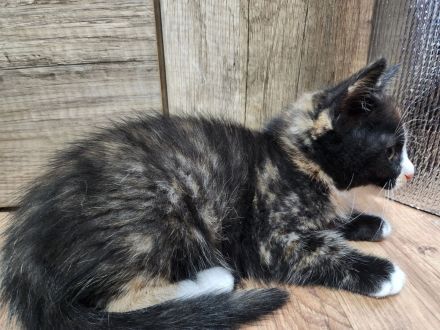 2 süße Schildplatt Kitten abzugeben