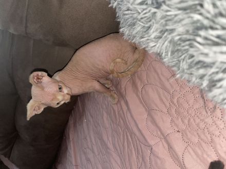 Sphinx kitten