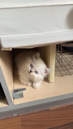 Snow sucht ein neues Zuhause: junge Birma Mix Katze mit blauen Augen
