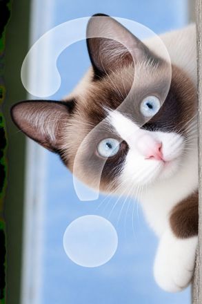 ❤️ Wir suchen unsere ganz besondere Samtpfote – vielleicht bist genau DU unsere Katze fürs Leben? ❤️