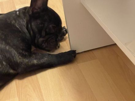 Französische Bulldogge Welpe