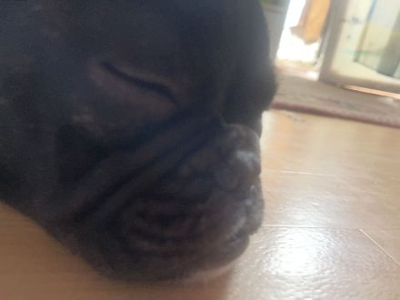Französische Bulldogge Welpe