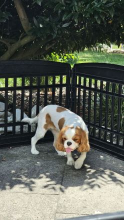 Cavalier King Charles Mädchen 1,5 Jahre alt