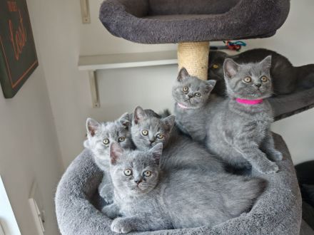 BKH Kitten