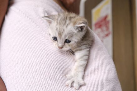 bezaubernde BKH-Kitten suchen ein liebevolles Zuhause