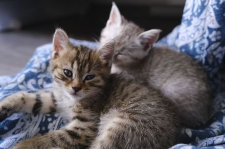 bezaubernde BKH-Kitten suchen ein liebevolles Zuhause