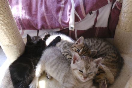 bezaubernde BKH-Kitten suchen ein liebevolles Zuhause