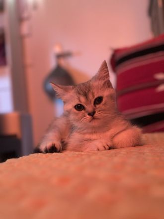 🐾 Süße BKH x Perser Kitten in Berlin – Reservierung möglich! 🐾