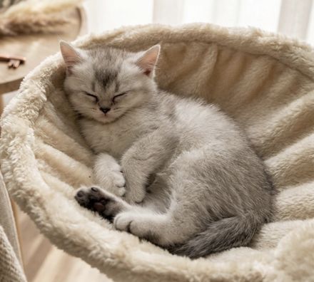 🐾 Süße BKH x Perser Kitten in Berlin – Reservierung möglich! 🐾