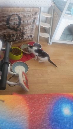 Britisch Kurzhaar sucht ein liebes volles Zuhause