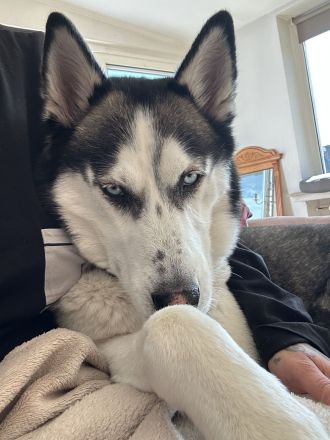 Sibirische Husky