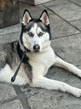 Sibirische Husky