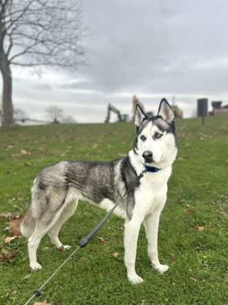 Sibirische Husky
