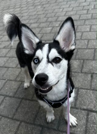 🐾 Wunderschöne Husky\-Dackel\-Mix\-Hündin, 7 Monate – liebevolles Zuhause gesucht