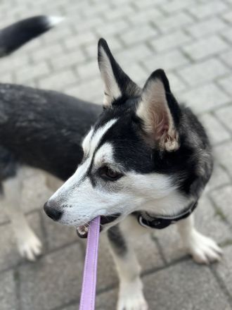 🐾 Wunderschöne Husky\-Dackel\-Mix\-Hündin, 7 Monate – liebevolles Zuhause gesucht