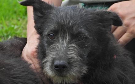 Zuhause gesucht für Belinda