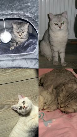 🐱 BKH-Mutter & Sohn suchen gemeinsam ein liebevolles Zuhause ❤️