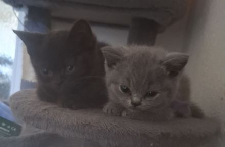 BKH Baby's mit Stammbaum