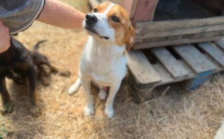 Herzenshund Basko sucht seine Menschen