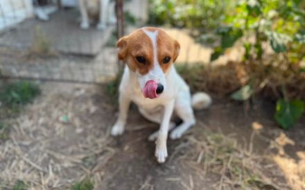 Herzenshund Basko sucht seine Menschen