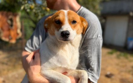 Herzenshund Basko sucht seine Menschen