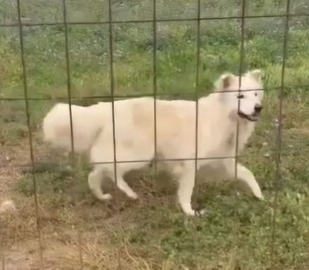 Samojedenrüde Fips