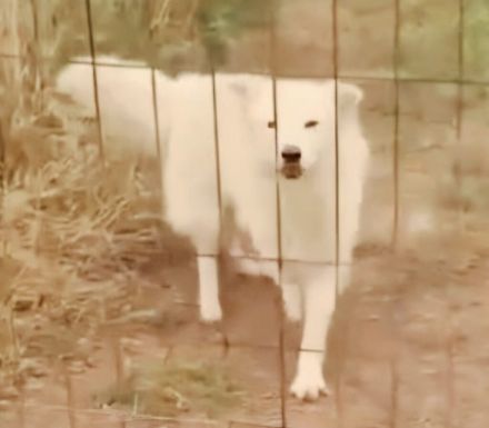 Samojedenrüde Fips