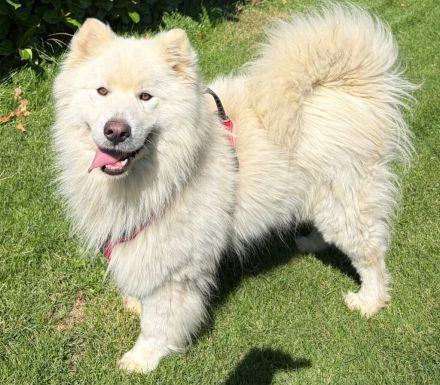 Samojedenrüde Ludo