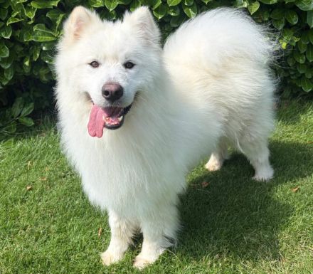 Samojedenrüde Ludo