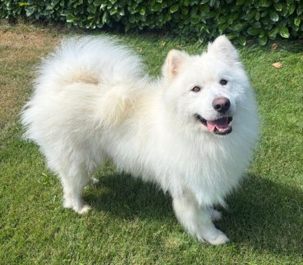 Samojedenrüde Ludo