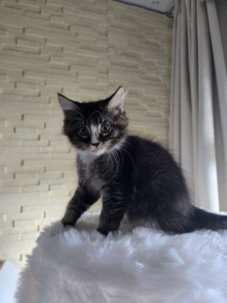 Wunderschöne Maine Coon/Türkisch Angora Kitten
