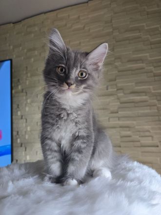 Wunderschöne Maine Coon/Türkisch Angora Kitten