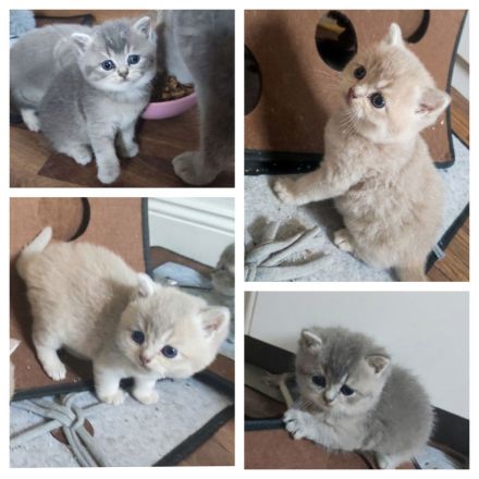 BKH Kitten Blue Golden