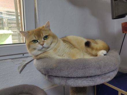 BKH Deckkater Golden Shell