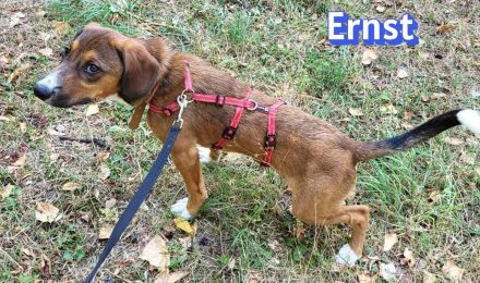 Ernst, 03/26 - drolliger Bub wartet in 69494 Hirschberg/Bergstraße