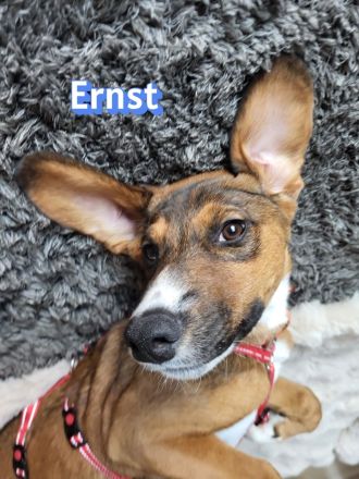 Ernst, 03/26 - drolliger Bub wartet in 69494 Hirschberg/Bergstraße