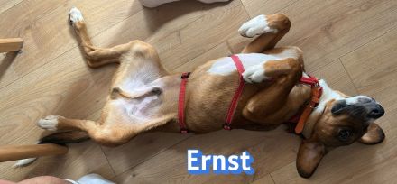 Ernst, 03/26 - drolliger Bub wartet in 69494 Hirschberg/Bergstraße