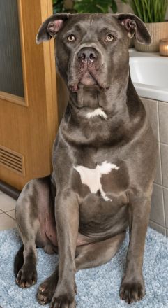Bullterrier-Stafford-Mix sucht neues zu Hause