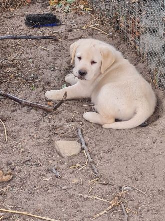 Blonde labrador welpen