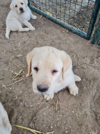 Blonde labrador welpen