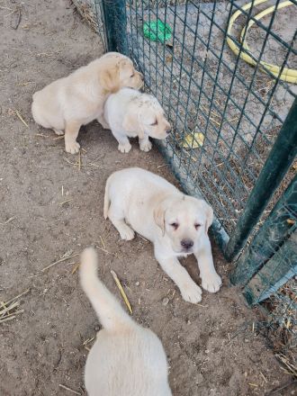 Blonde labrador welpen